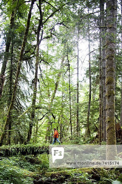 A man crosses a log in the thick green forest of the Olympic National Park.