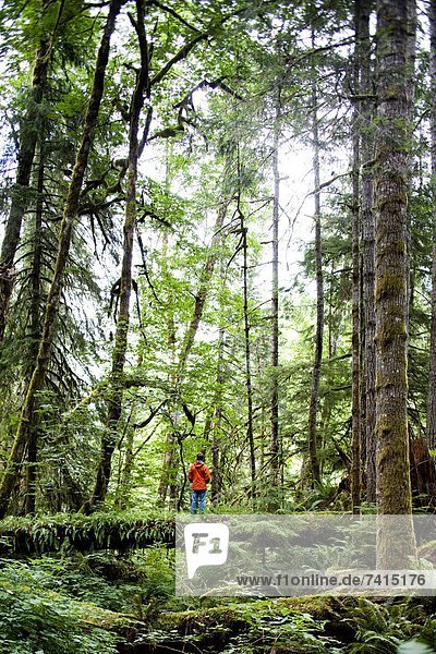 A man crosses a log in the thick green forest of the Olympic National Park.