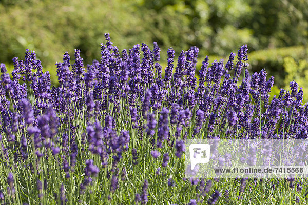 Close-up of lavender flowers
