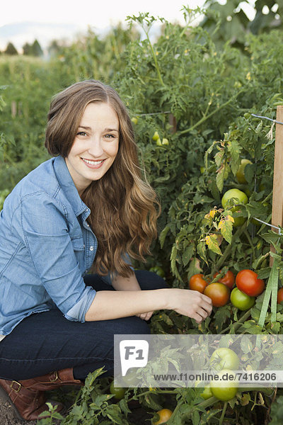 Portrait of young woman harvesting tomatoes