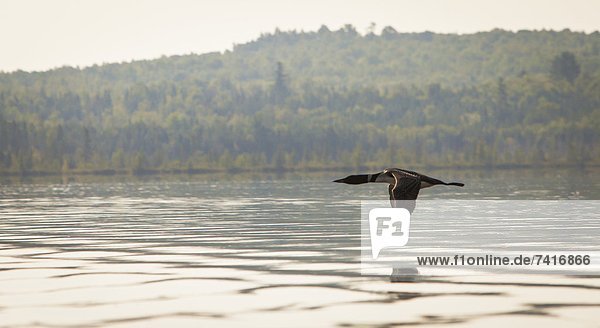 Seetaucher  fliegen  fliegt  fliegend  Flug  Flüge  über  Einsamkeit  Eistaucher  gavia immer  Teich