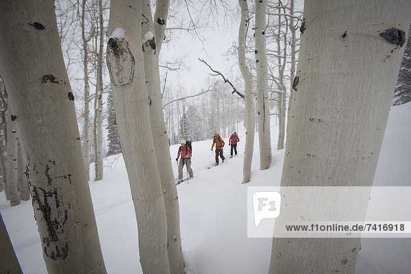 Espe  Populus tremula  Baum  Blizzard  wandern  unbewohnte  entlegene Gegend  Ski  3