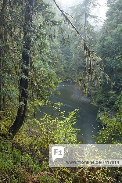 Landschaftlich schön  landschaftlich reizvoll  Fotografie  rennen  Kalifornien  Sequoia