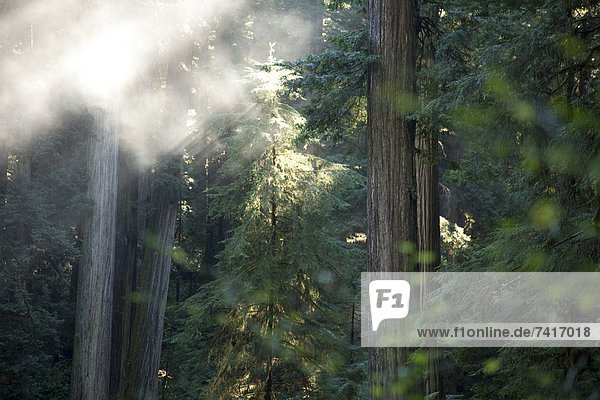 Landschaftlich schön  landschaftlich reizvoll  Fotografie  Kalifornien  Sequoia