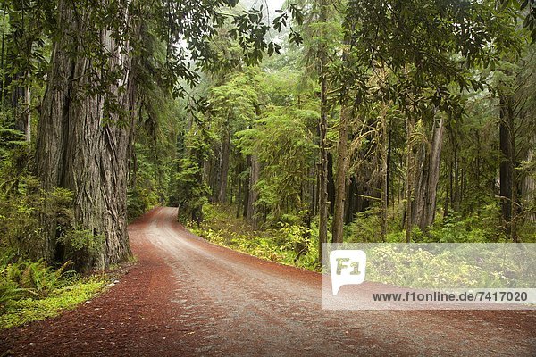 Landschaftlich schön  landschaftlich reizvoll  Fotografie  gehen  Fernverkehrsstraße  Kalifornien  Sequoia