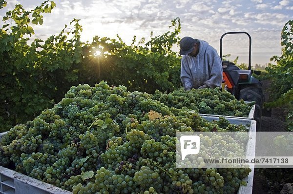 A field worker harvests Sauvignon Blanc grapes at sunrise in the Dry Creek Wine Country near Healdsburg  CA.