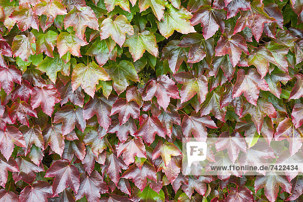 Farbe Farben Wand Wachstum wechseln Garten Herbst Kletterpflanze England japanisch September