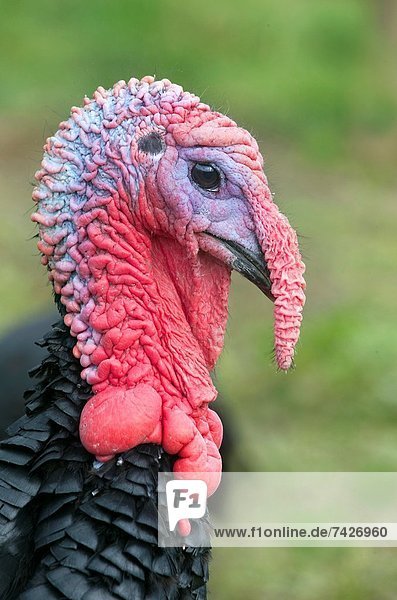 Truthuhn  Portrait  schwarz  Norfolk  Türkei