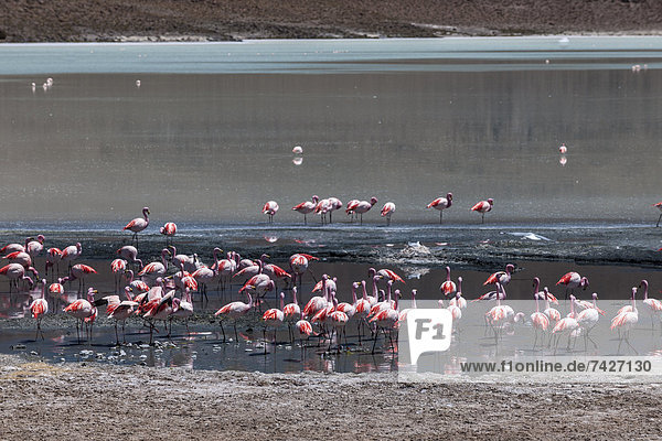 James-Flamingos  Phoenicoparrus james  am Hedionda-See  Reserva Nacional de Fauna Andina Eduardo Abaroa  Bolivien  Südamerika  Amerika