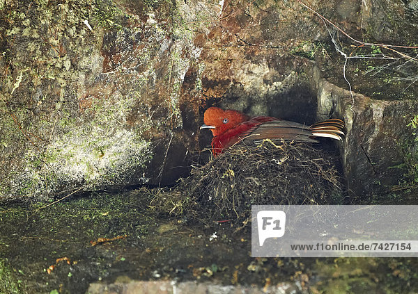 Andenklippenvogel  Rupicola peruviana  Ecuador  Südamerika  America