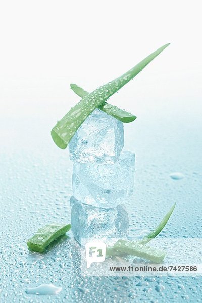 Aloe Vera mit Eiswürfeln