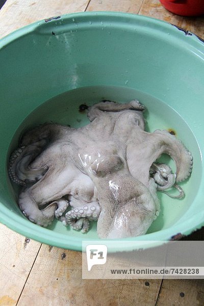 Oktopus in einer Wasserschüssel
