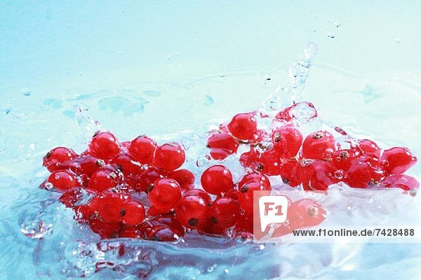 Rote Johannisbeeren im Wasser