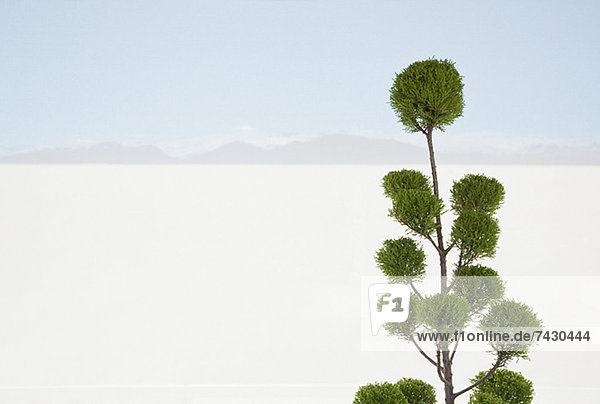 Baum mit weißer Sandwüste im Hintergrund