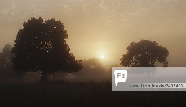 Sonnenstrahl  Baum  Nebel  Feld