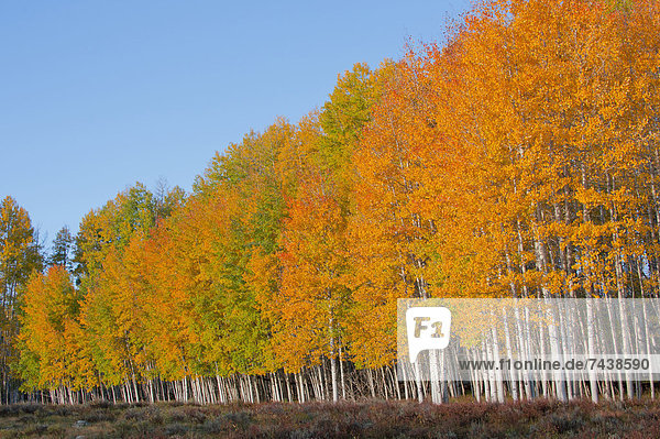 Ländliches Motiv  ländliche Motive  Baum  gelb  Landschaft