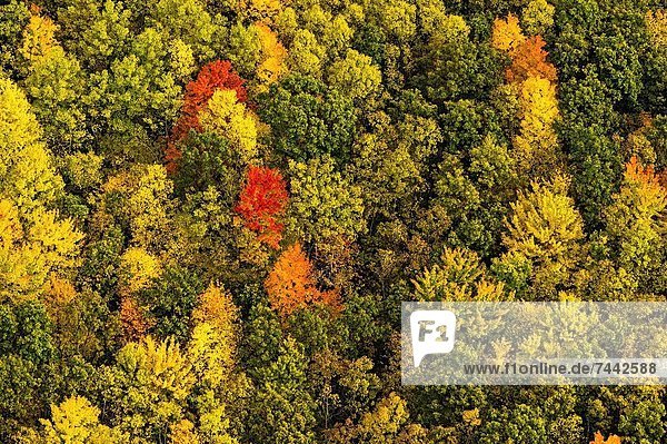 Vereinigte Staaten von Amerika  USA  Farbaufnahme  Farbe  Wald  Ansicht  Huronsee  Lake Huron  Luftbild  Fernsehantenne  Michigan
