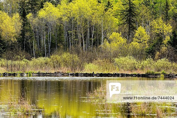 Spiegelung  Greater Sudbury  Biber  Kanada  Ontario  Teich  Reflections