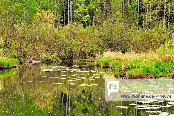 Wasser Baum Spiegelung Bach Wiese Kanada Ontario Reflections