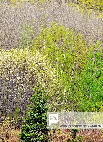 Espe  Populus tremula  Hügel  Birke  Kanada  Ontario