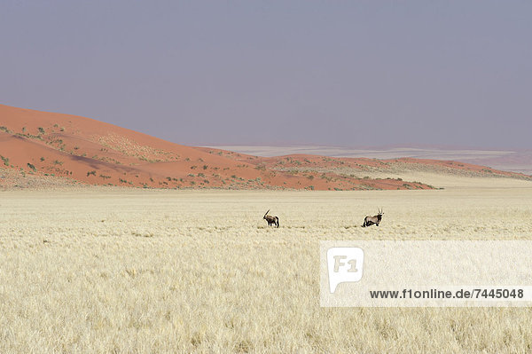 Spießböcke  Oryx gazella  und rote Sanddünen  Namib Naukluft Nationalpark  Namibia  Afrika