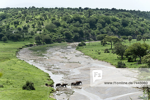 Afrikanische Elefanten Loxodonta africana Tarangire-Nationalpark Tansania Afrika