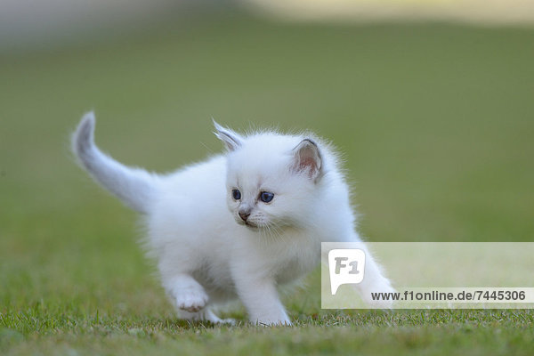 Young Birman cat on lawn