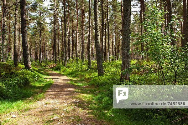 nahe Nationalpark Wald Highlands Kiefer Pinus sylvestris Kiefern Föhren Pinie antik Schottland schottische Highlands