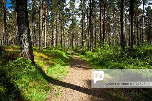 nahe Nationalpark Wald Highlands Kiefer Pinus sylvestris Kiefern Föhren Pinie antik Schottland schottische Highlands