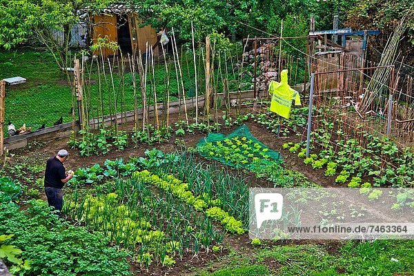 Vegetable garden with onions  lettuce  beans  fabas  Asturias  Spain