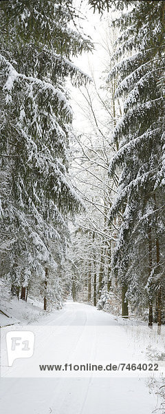 Winter landscape Upper Palatinate Bavaria Germany Europe