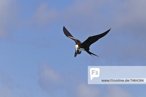 Sturm  Angriff  angreifen  Ehrfurcht  Riesensturmvogel  Macronectes giganteus  Ecuador  Fregattvögel  Galapagosinseln  Südamerika
