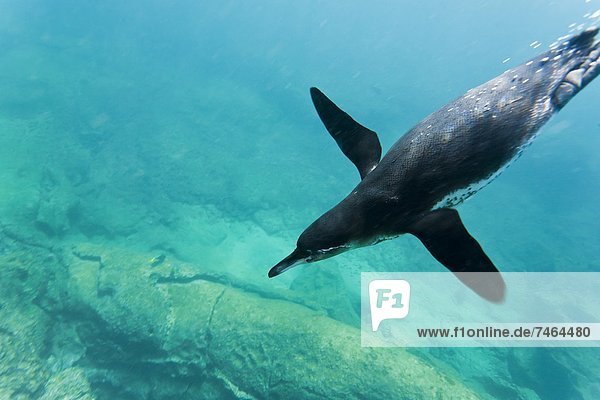 Unterwasseraufnahme  Galapagosinseln  Erwachsener  Bartolome Island  Ecuador  Pinguin  Südamerika