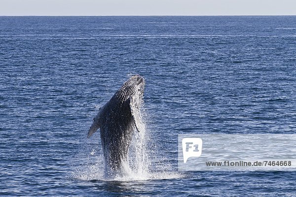 Meer  Nordamerika  Mexiko  Kalb  Kalifornien  Wal