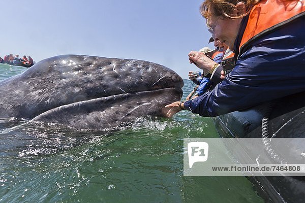 grau Begeisterung Nordamerika Mexiko beobachten Kalifornien Wal