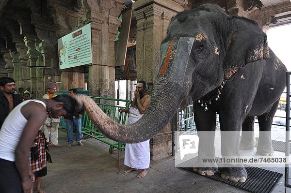 Elephant blessing  Srirangam  Tamil Nadu  India  Asia