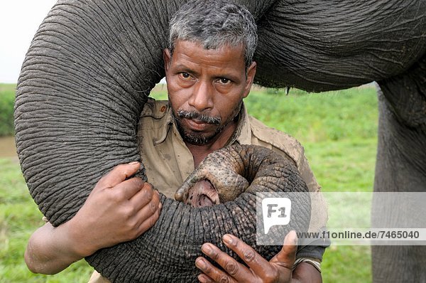 A mahout with his pet elephant  Kaziranga  Assam  India  Asia