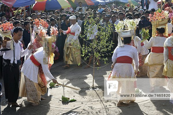 Felling trees ceremony (htein pin) at the biggest Nat ritual (Festival of Spirits) in Taungbyon  Mandalay Division  Republic of the Union of Myanmar (Burma)  Asia