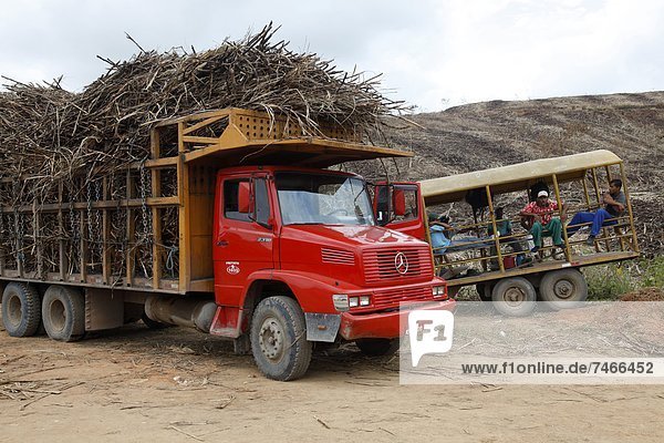 nahe  Spazierstock  Stock  beladen  Feld  Lastkraftwagen  Zucker  Brasilien  Pernambuco  Porto  Südamerika