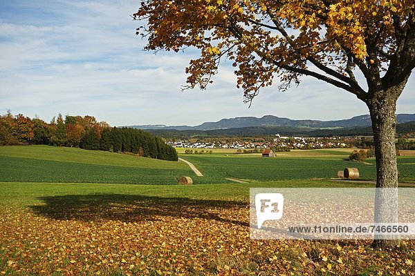 Ländliches Motiv  ländliche Motive  Europa  Dorf  Baden-Württemberg  Schwarzwald  Deutschland