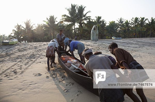 Fishermen pushing traditional boat with catch up the beach at Marari Beach  Kerala  India  Asia