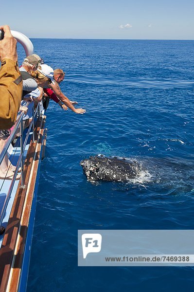 sehen  Pazifischer Ozean  Pazifik  Stiller Ozean  Großer Ozean  Australien  Bucht  Queensland  Wal