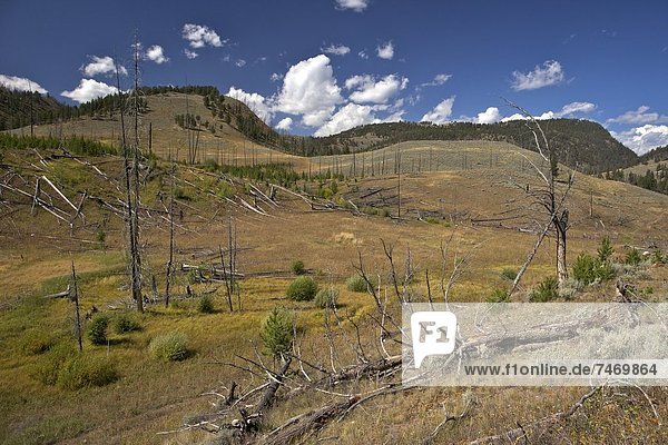 Vereinigte Staaten von Amerika  USA  Nordamerika  Kiefer  Pinus sylvestris  Kiefern  Föhren  Pinie  Hochebene  Küsten-Kiefer  Pinus contorta  UNESCO-Welterbe  Yellowstone Nationalpark  Hirsch  Wyoming