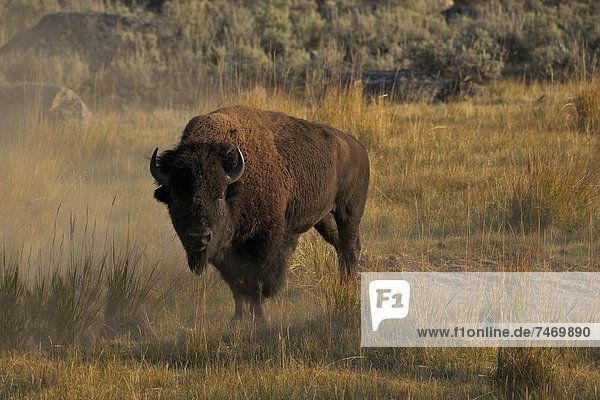 Bison in the Lamar Valley  Yellowstone National Park  UNESCO World Heritage Site  Wyoming  United States of America  North America