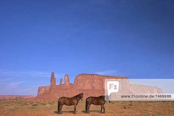 Two Navajo horses  Monument Valley Navajo Tribal Park  Utah  United States of America  North America