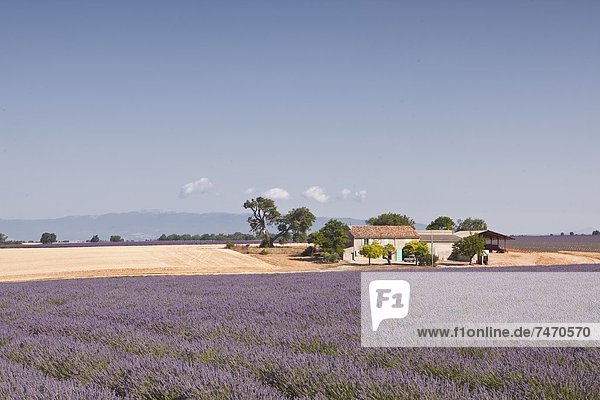 zwischen inmitten mitten Frankreich Europa Wohnhaus Feld Provence - Alpes-Cote d Azur Hochebene Lavendel Valensole