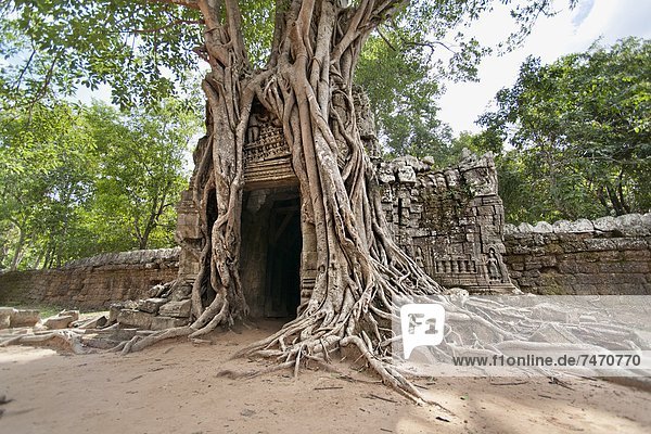 Ta Som  giant roots overgrowing on the gopura (entrance gate)  Angkor  UNESCO World Heritage Site  Siem Reap  Cambodia  Indochina  Southeast Asia  Asia