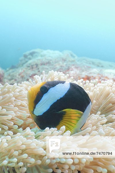 Clark's Anemonefish (Amphiprion clarkii ) Southern Thailand  Andaman Sea  Indian Ocean  Asia