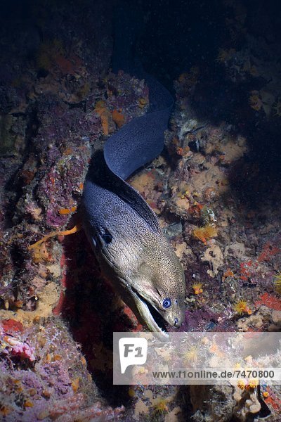 Giant Moray eel (Gymnothorax javanicus)  Southern Thailand  Andaman Sea  Indian Ocean  Asia