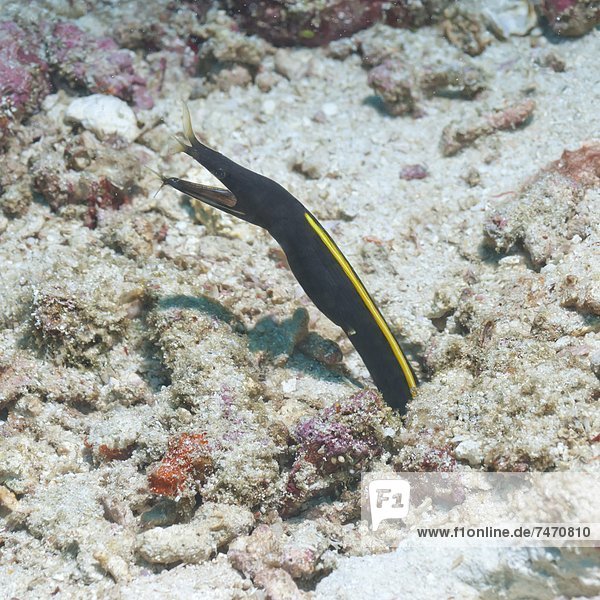 Blue Ribbon Eel (Rhinomuraena quaesita) juvenile  Southern Thailand  Andaman Sea  Indian Ocean  Asia